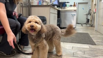 Timing Artificial Insemination⏱🐶 Timing Artificial Insemination⏱🐶