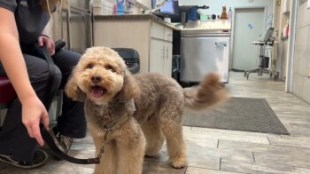 Timing Artificial Insemination⏱🐶 Timing Artificial Insemination⏱🐶